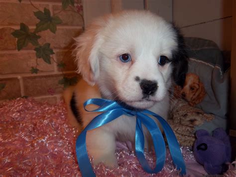 Get cute pups, helpful tips, and more sent to your inbox. . Free puppies in maine